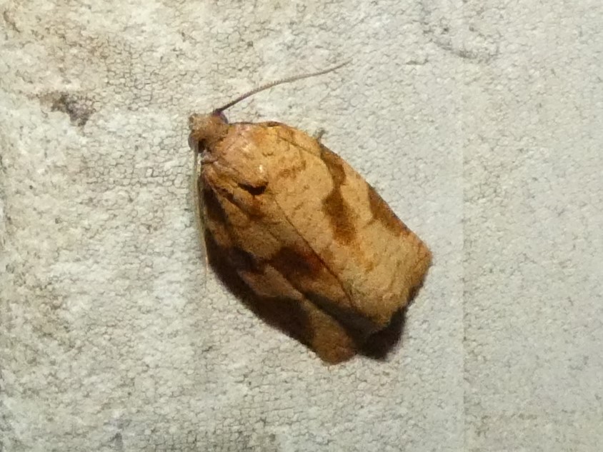 photo_1